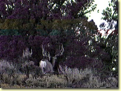 Big Buck, making tracks