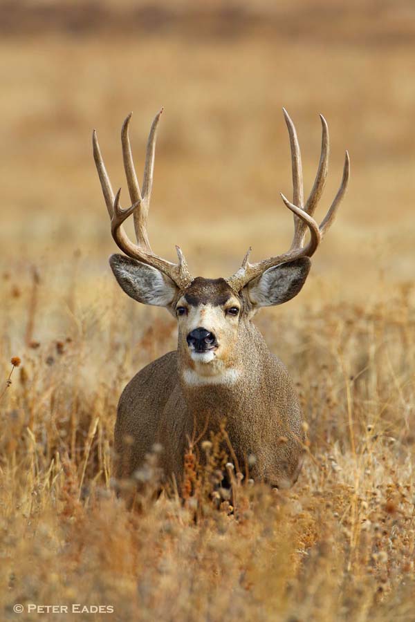 Photo Tours -- Monstermuleys.com Mule Deer, Elk, Sheep, Antelope Photos