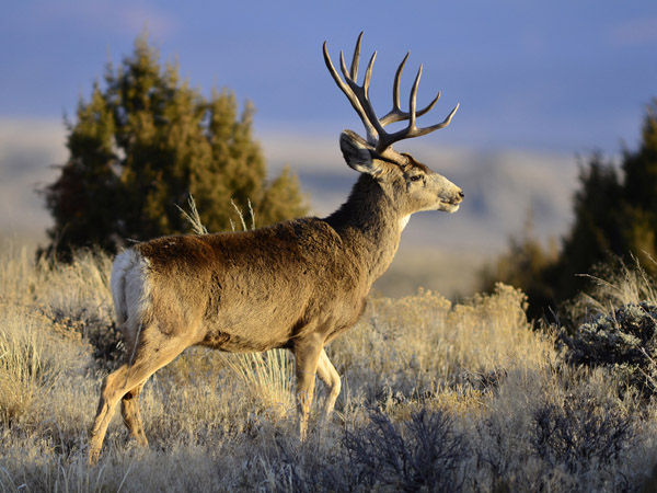 Photo Tours -- MonsterMuleys.com Mule Deer, Elk, Sheep, Antelope Photos