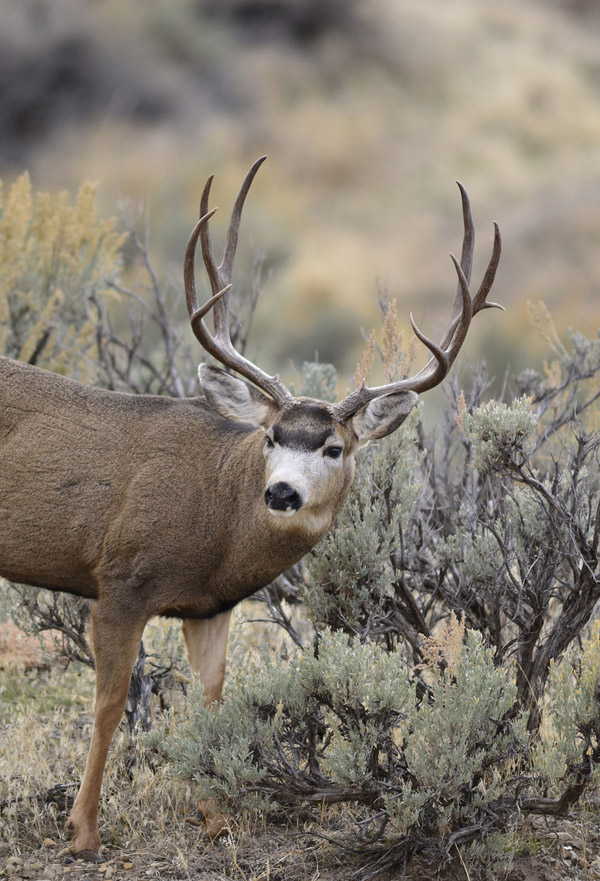 Photo Tours -- MonsterMuleys.com Mule Deer, Elk, Sheep, Antelope Photos