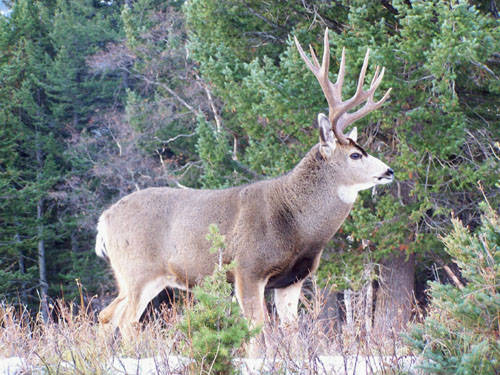 Photo Tours -- MonsterMuleys.com Mule Deer, Elk, Sheep, Antelope Photos