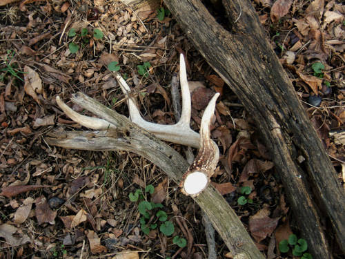 Richard's Whitetail Sheds - MonsterMuleys.com